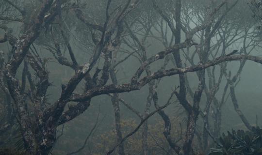 Terre de Métal d'Alan Nogues