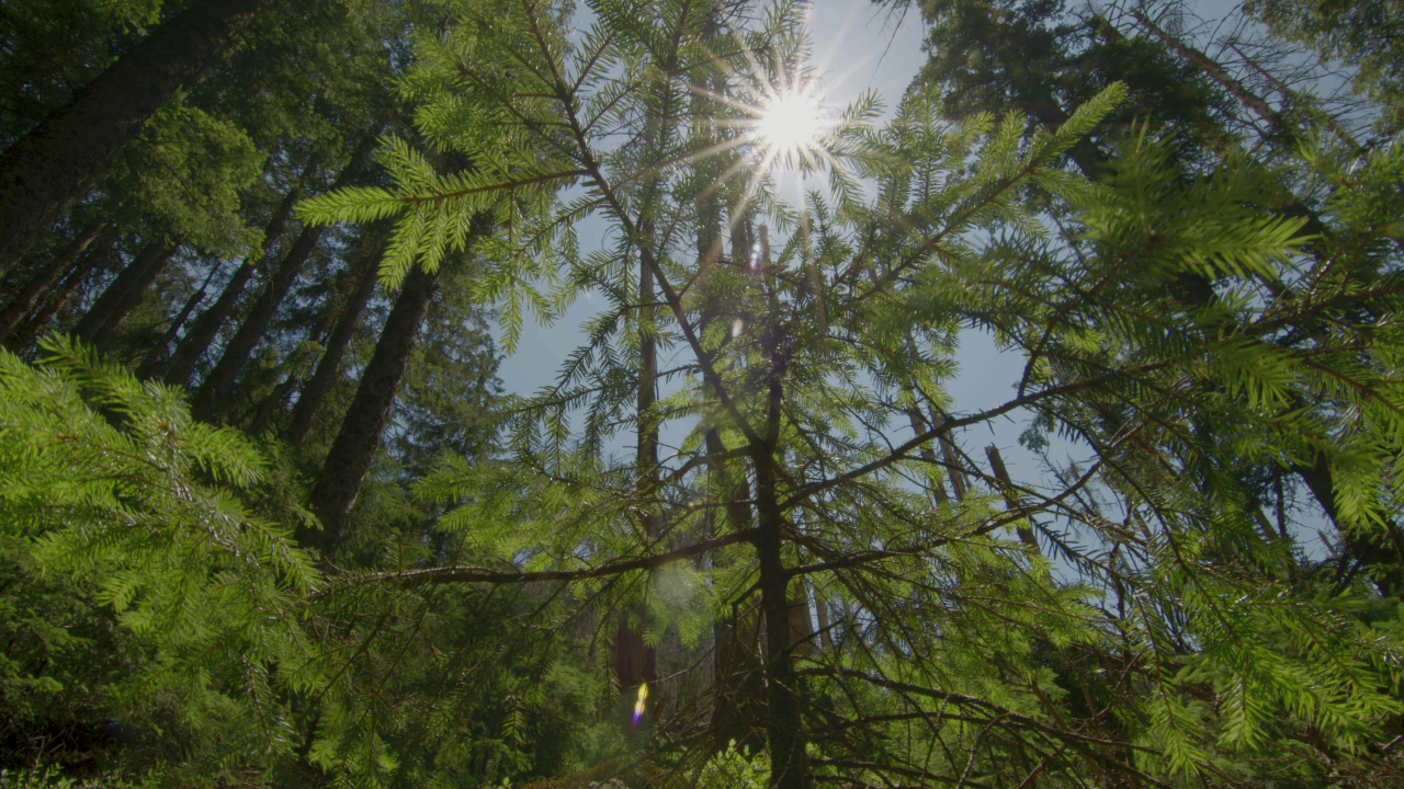 L’ARBRE QUI CACHE LA FORÊT, LES DÉFIS DE LA REFORESTATION ©Marianne Cazeaux