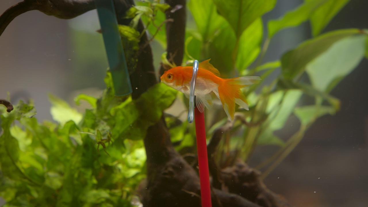 Des poissons pas si cons