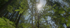 L’ARBRE QUI CACHE LA FORÊT, LES DÉFIS DE LA REFORESTATION ©Marianne Cazeaux