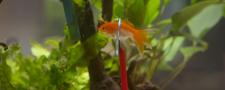 Des poissons pas si cons