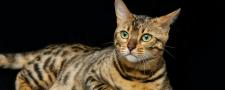 Heureux comme un chat