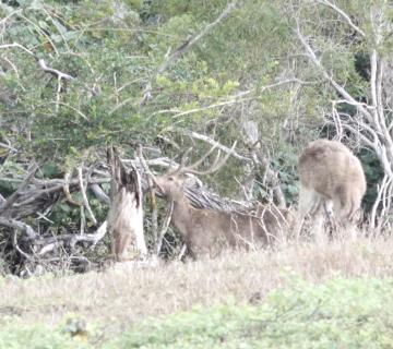 Cerfs