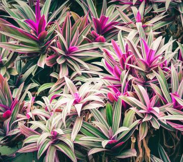 Les plantes de Nouvelle-Calédonie : un trésor à préserver