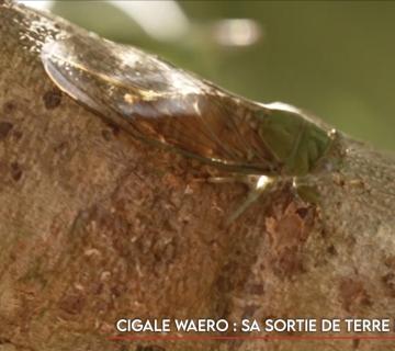 Cigale waero : sa sortie de terre est de bonne augure