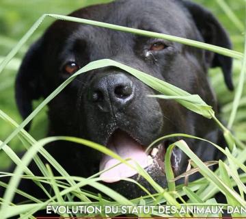 Évolution du statut des animaux dans le code civil