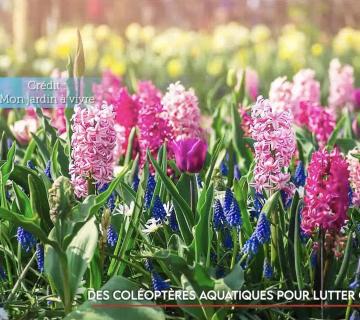 Des coléoptères aquatiques pour lutter contre la jacinthe d’eau