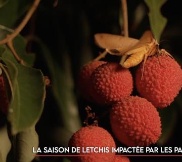 La saison des letchis impactée par les papillons piqueurs