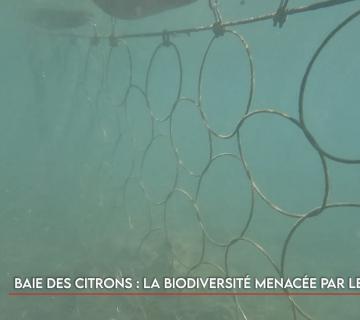 Baie des citrons : la biodiversité menacée par le filet ?