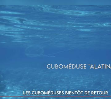 Les cuboméduses bientôt de retour