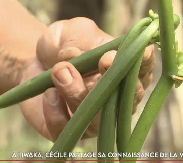 À Tiwaka, Cécile partage sa connaissance de la vanille