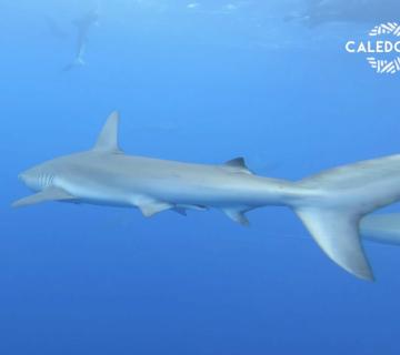 Dossier requin : quand tradition et politique s’opposent