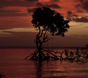 MANGROVE