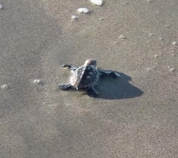 tortue
