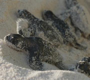 tortue