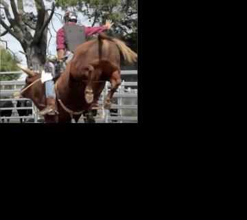 rodeo