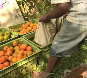 MANDARINES