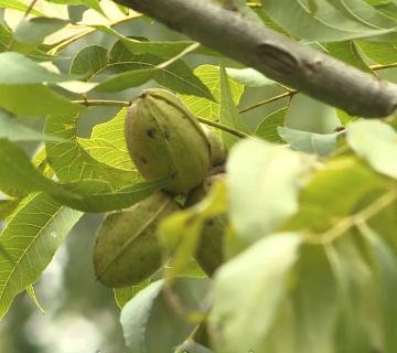 Pecan