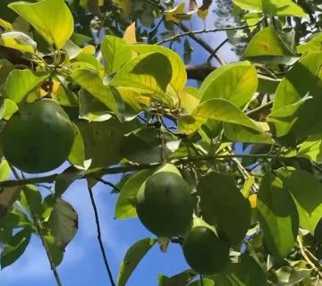 AVOCAT
