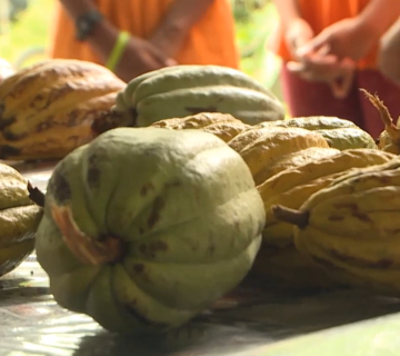cacao