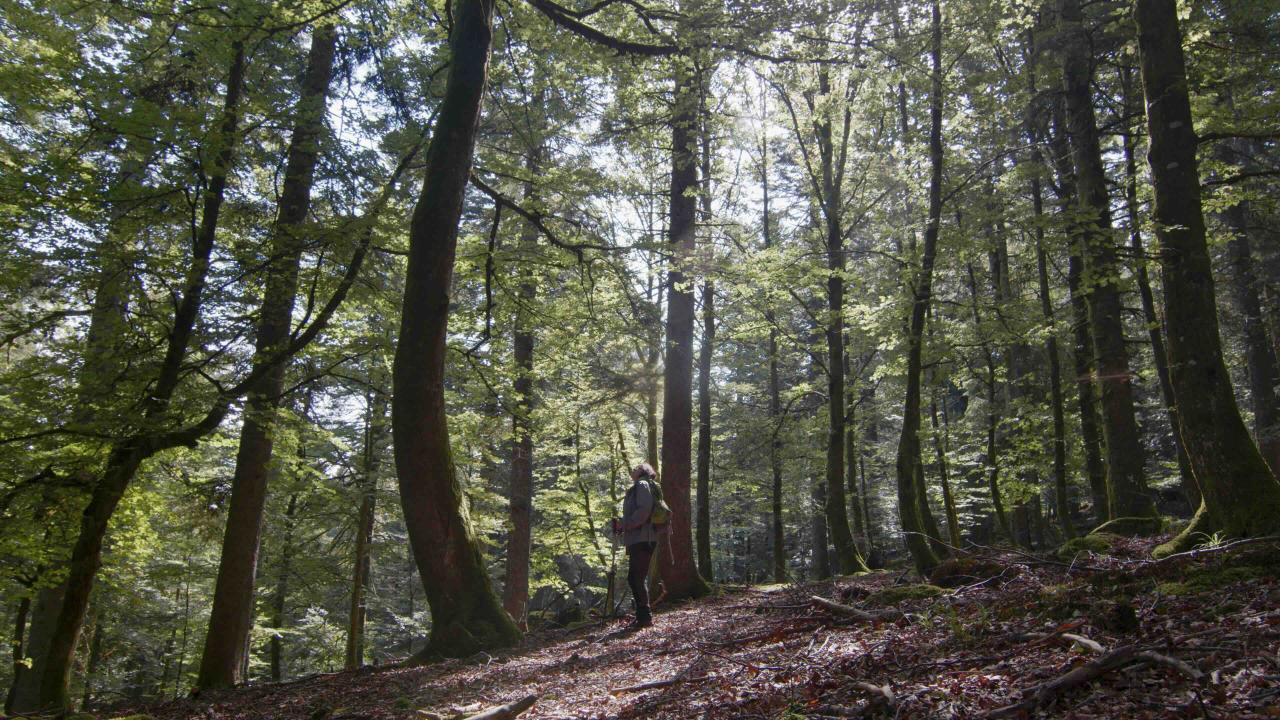 L’ARBRE QUI CACHE LA FORÊT, LES DÉFIS DE LA REFORESTATION