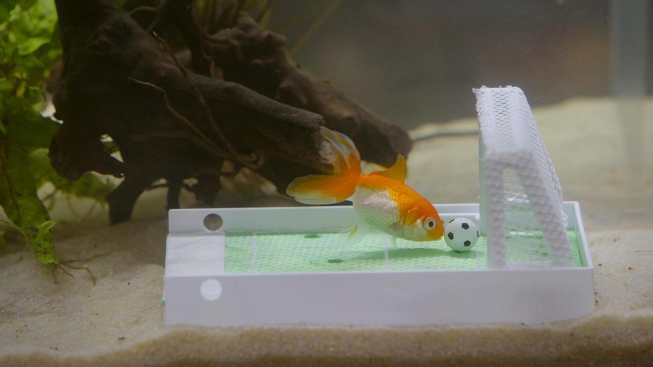 DES POISSONS PAS SI CONS ?