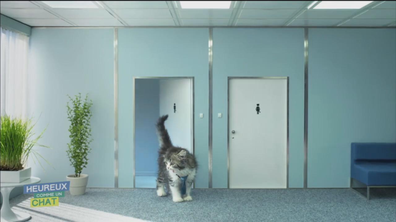 HEUREUX COMME UN CHAT