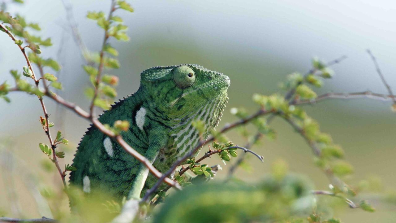 MADAGASCAR OU LE GRAND CARNAVAL DES CAMÉLÉONS
